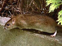 Wanderratte, Rattenbefall, Rattenbekämpfung